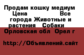 Продам кошку медиум › Цена ­ 6 000 000 - Все города Животные и растения » Собаки   . Орловская обл.,Орел г.